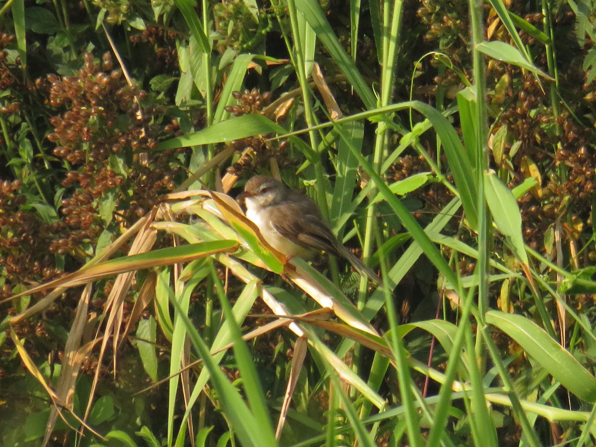 Plain Prinia - ML646429934