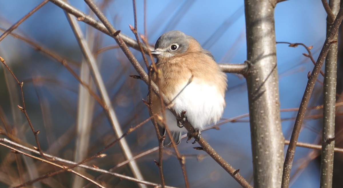 Блакитник східний - ML646429938