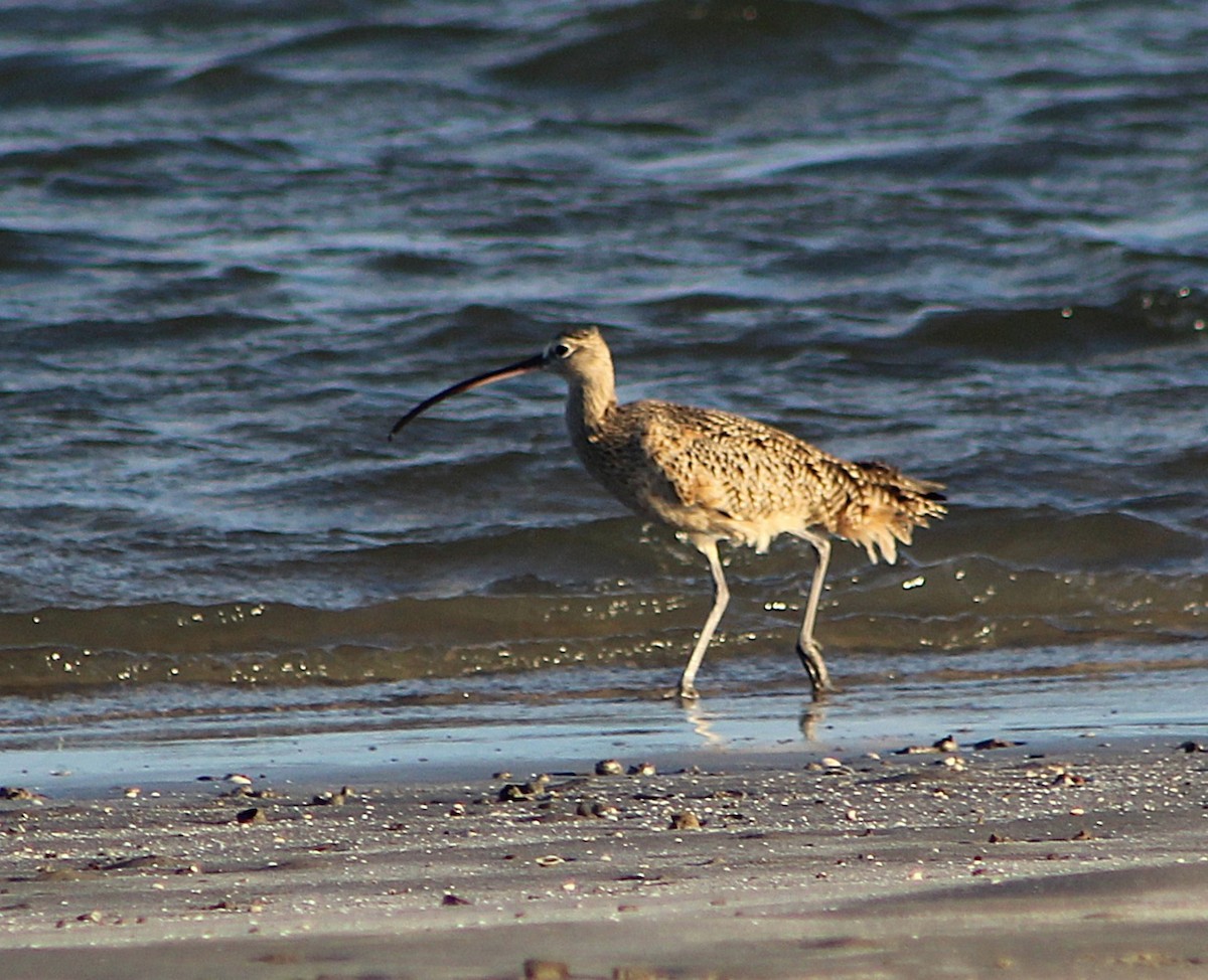 Long-billed Curlew - ML646429939
