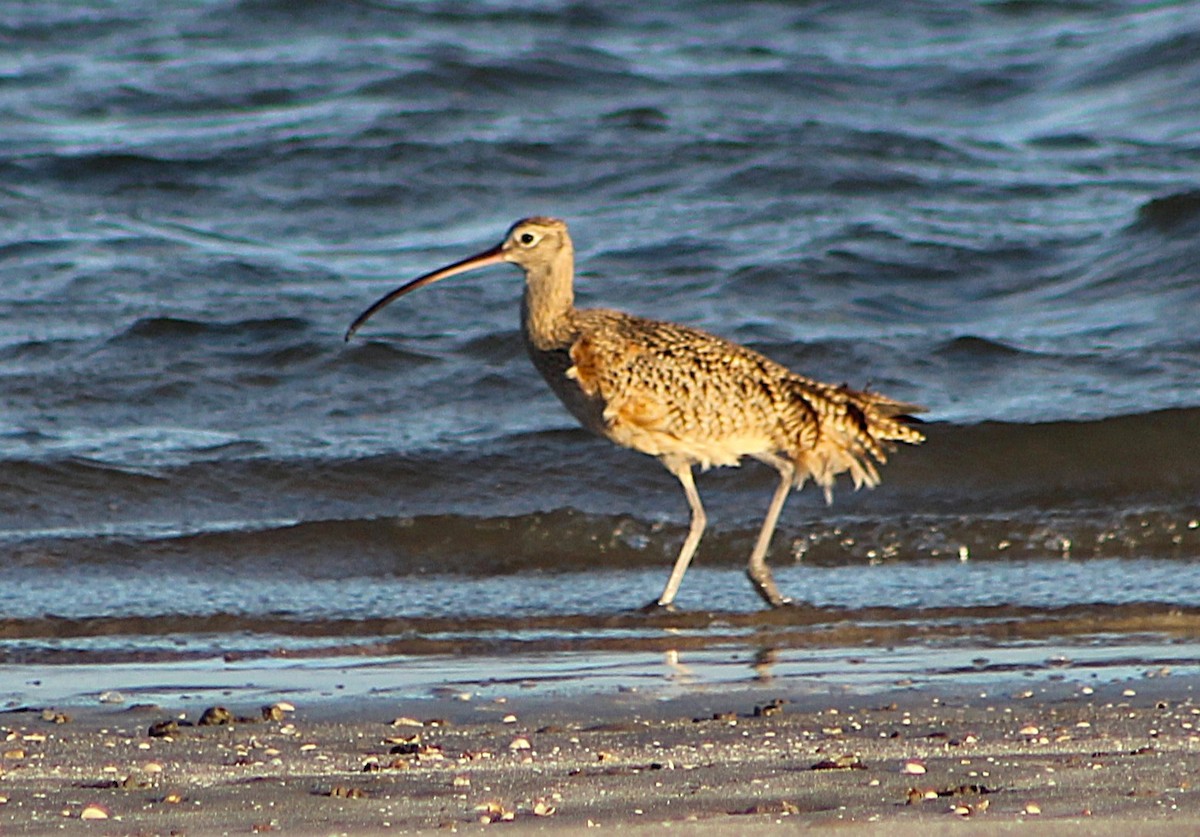 Long-billed Curlew - ML646429940