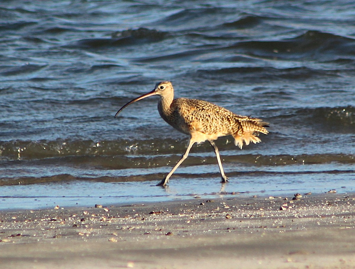 Long-billed Curlew - ML646429941