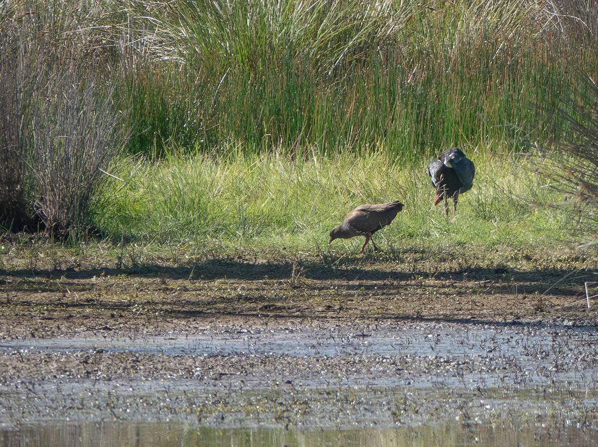 Black-tailed Nativehen - ML646429943