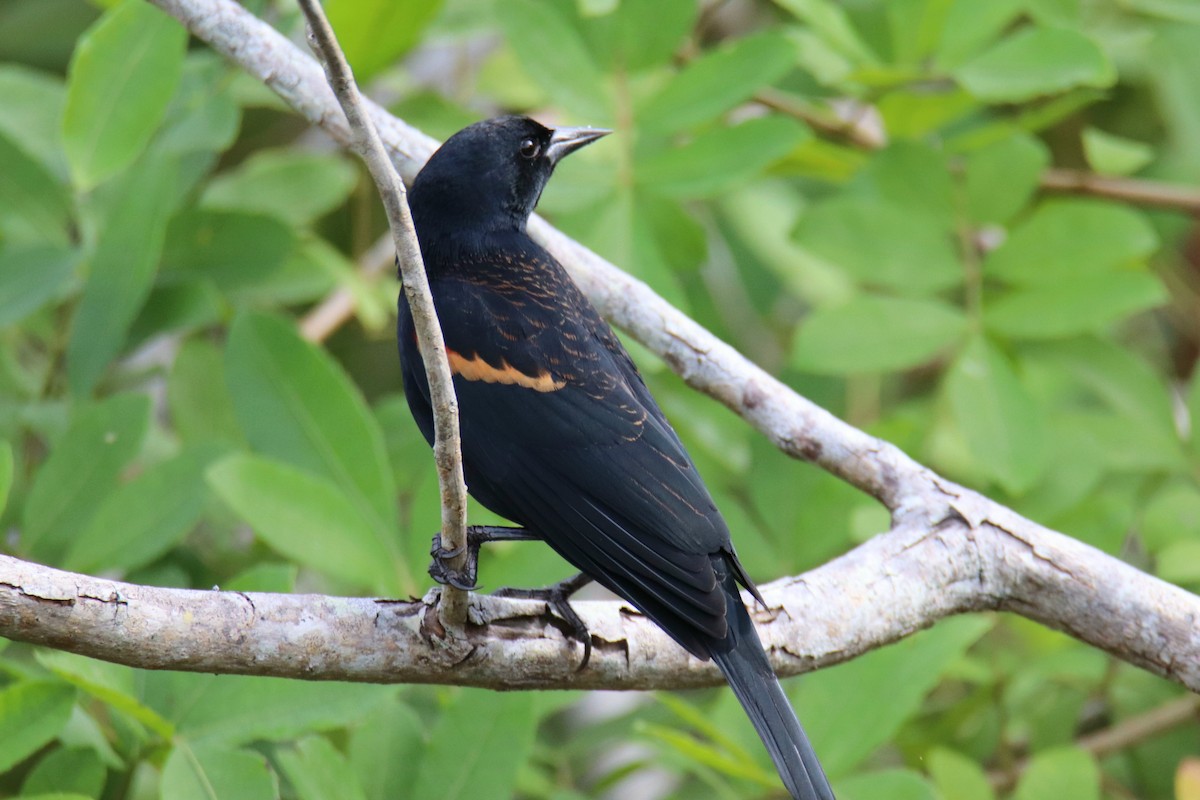 Red-winged Blackbird - ML646429945