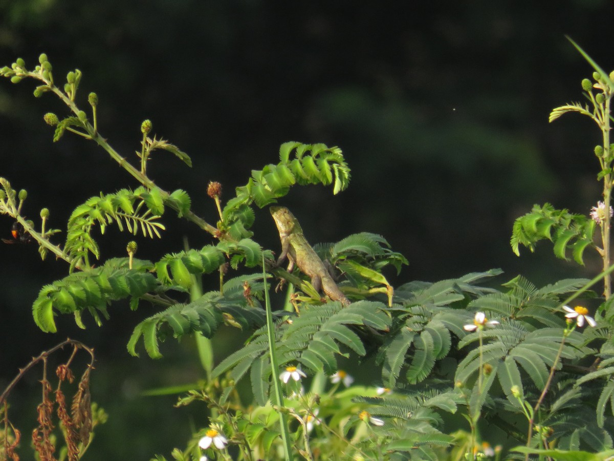 Oriental Garden Lizard - ML646429946