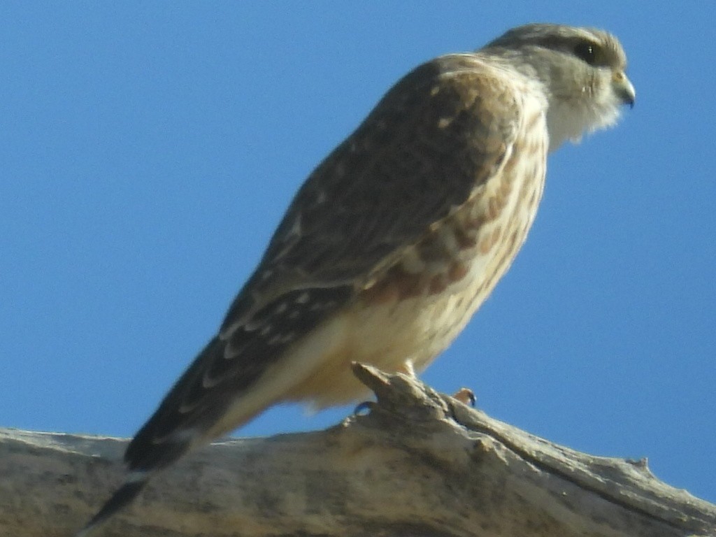 Merlin - ML646429947