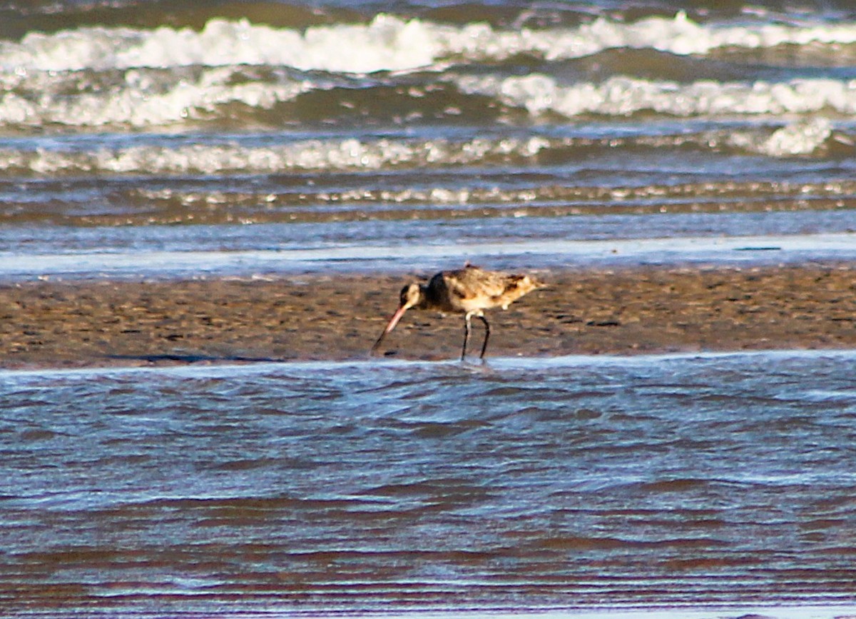 Marbled Godwit - ML646429948