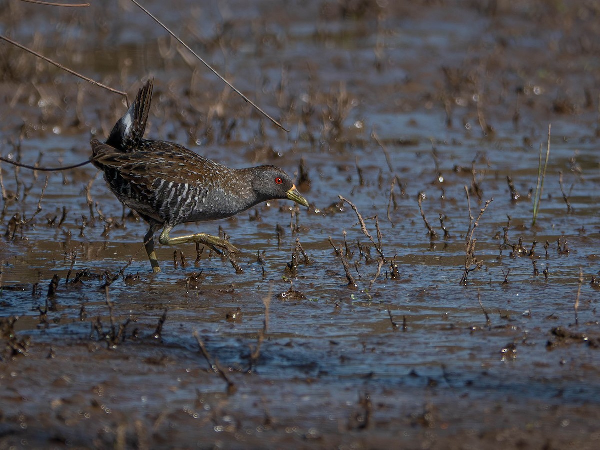 Australian Crake - ML646429949