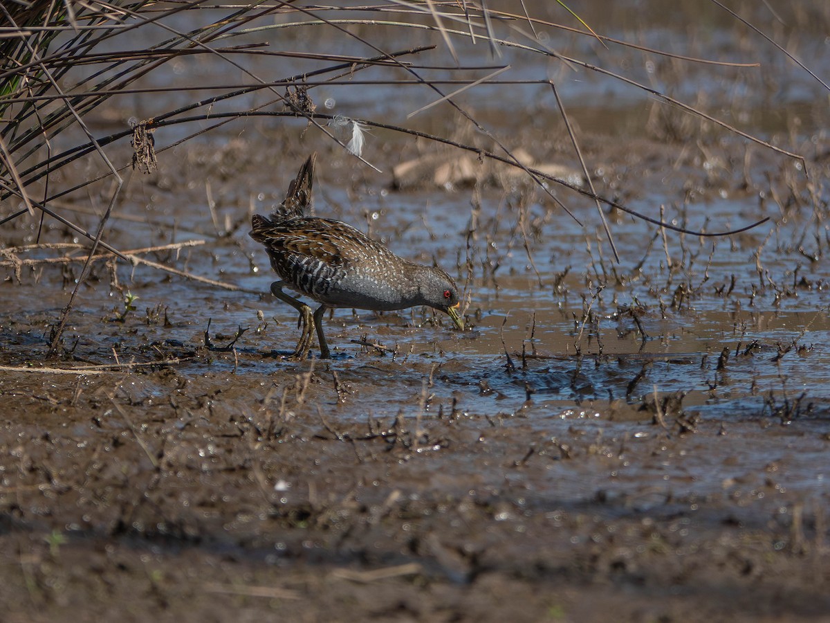 Australian Crake - ML646429952