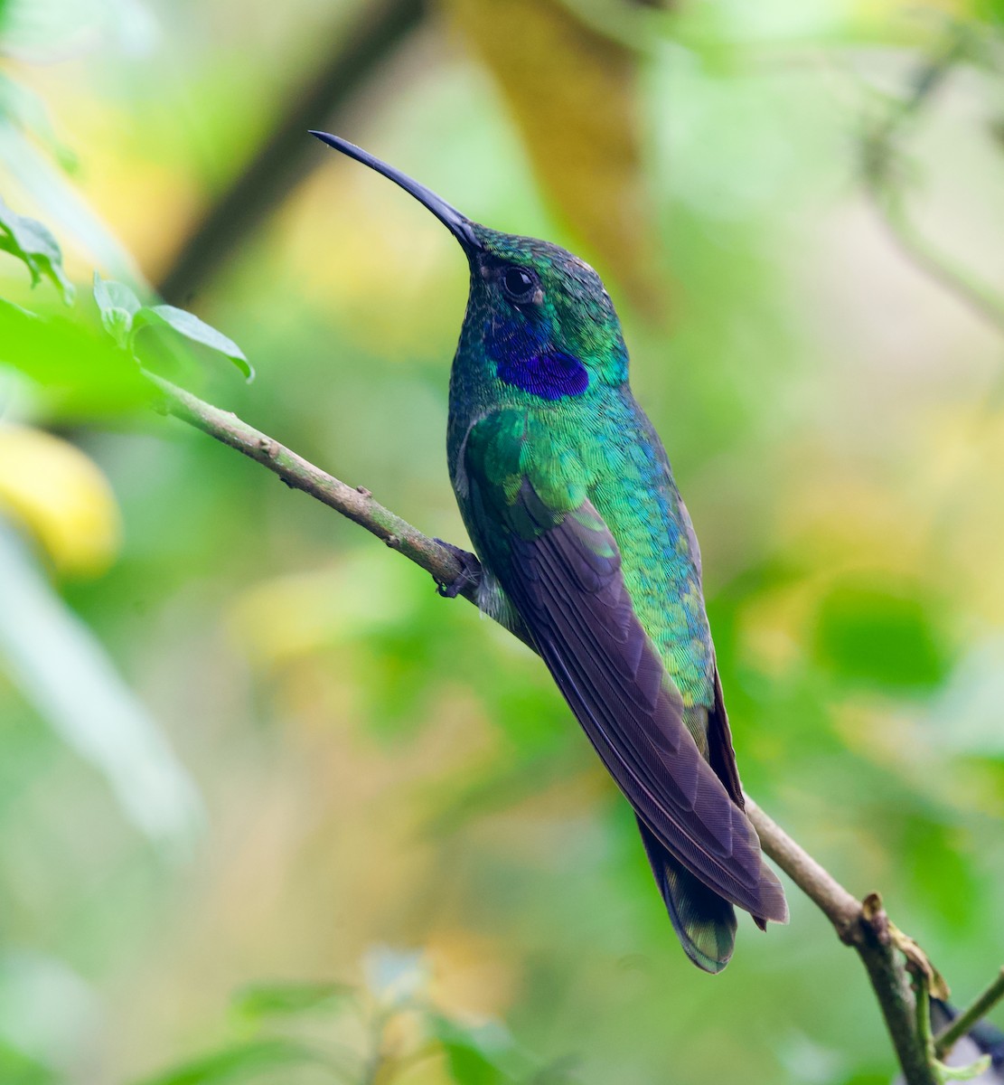Lesser Violetear - ML646429953