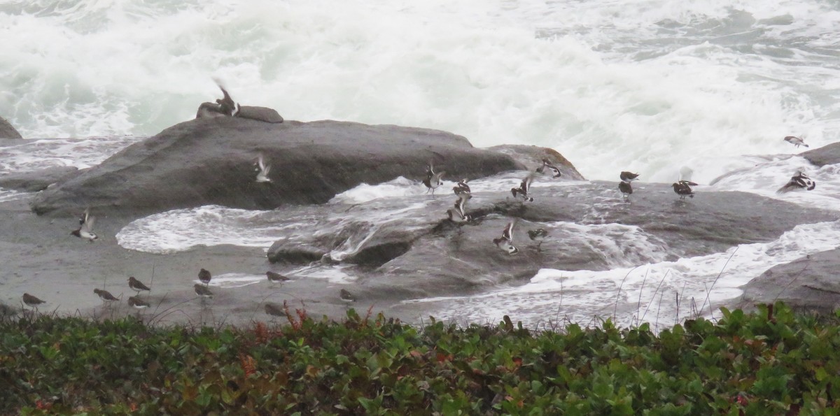 Black Turnstone - ML646429954