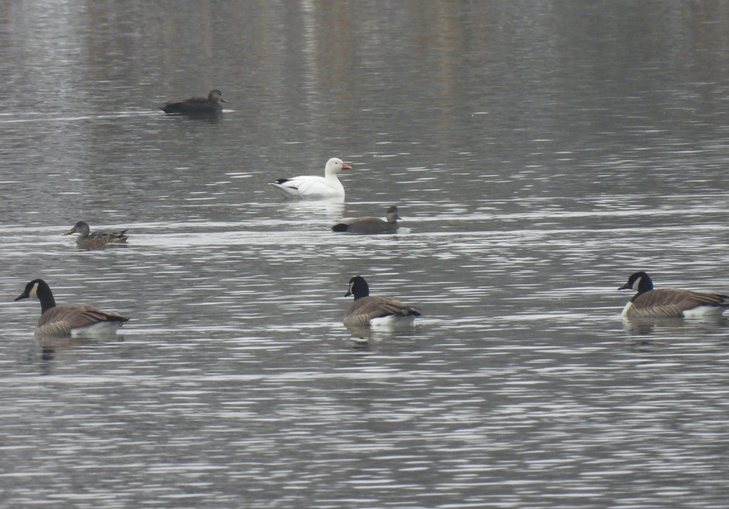 Белый гусь - ML646429955