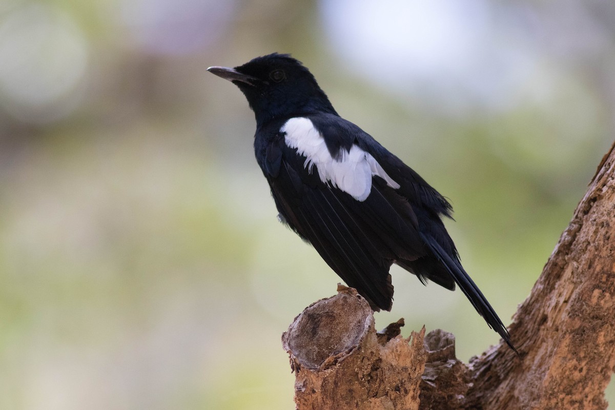 Seychelles Magpie-Robin - ML646429956