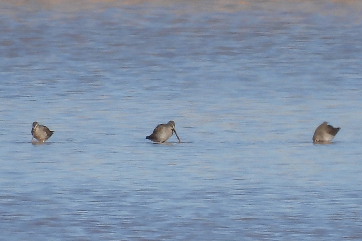 Uzun Gagalı Suçulluğu - ML646429957