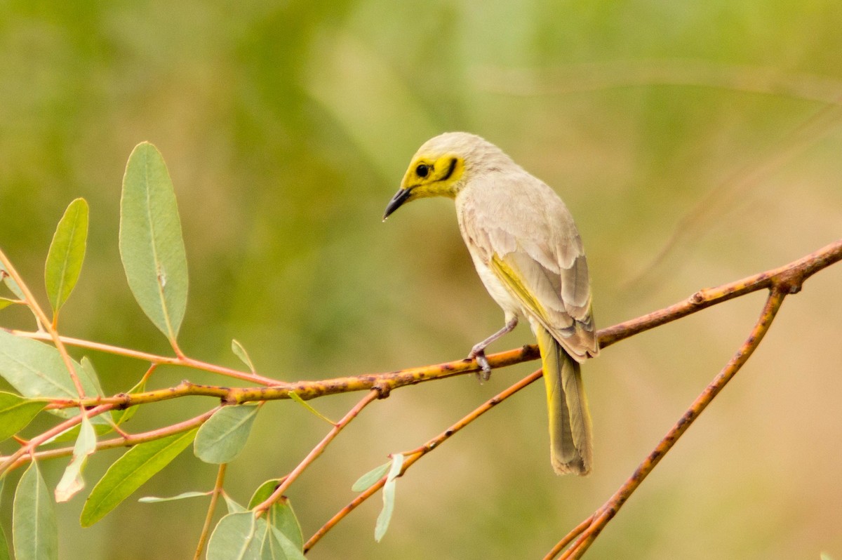 Yellow-tinted Honeyeater - ML646429959