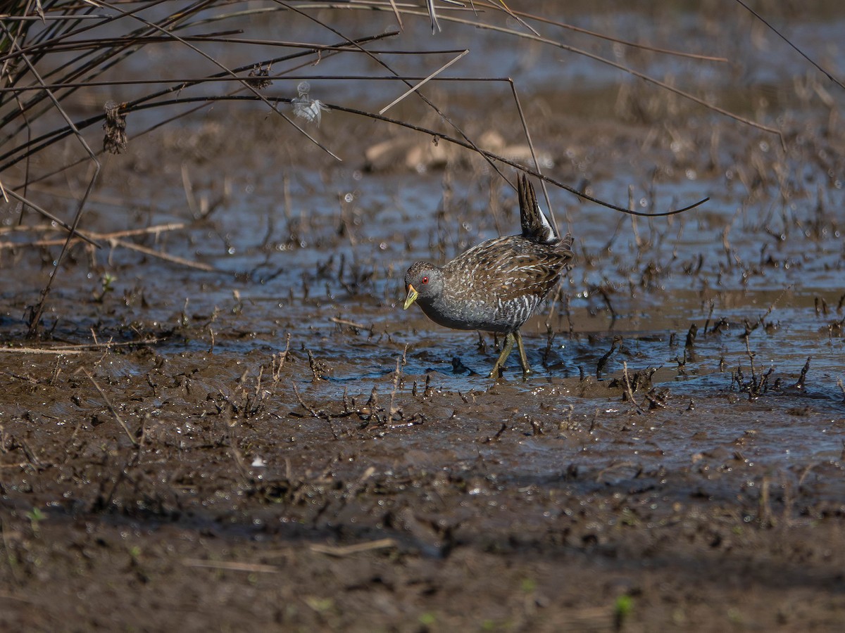 Australian Crake - ML646429960