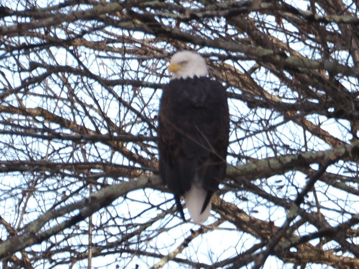 Орлан білоголовий - ML646429961