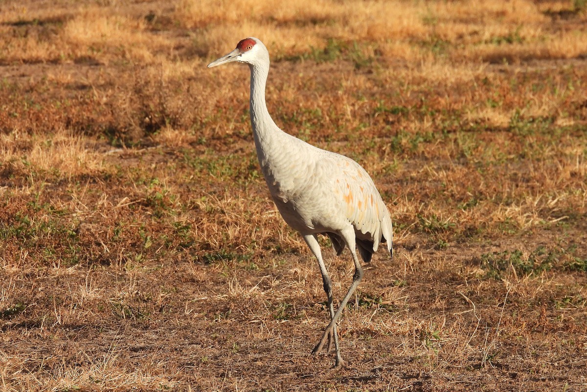 Kanada Turnası - ML646429963