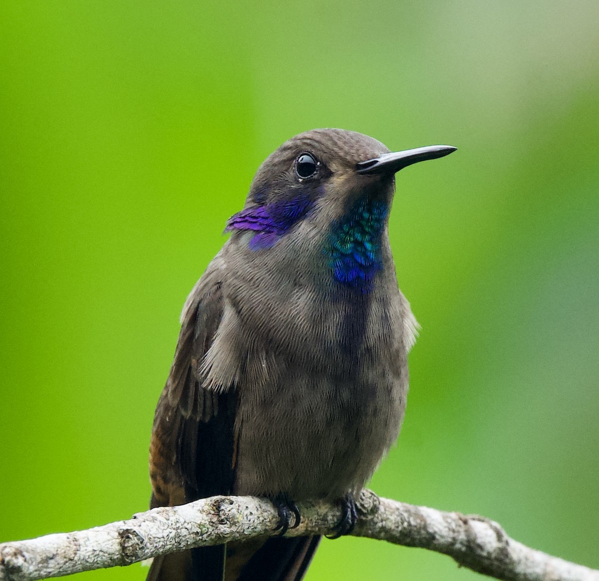 Brown Violetear - ML646429964