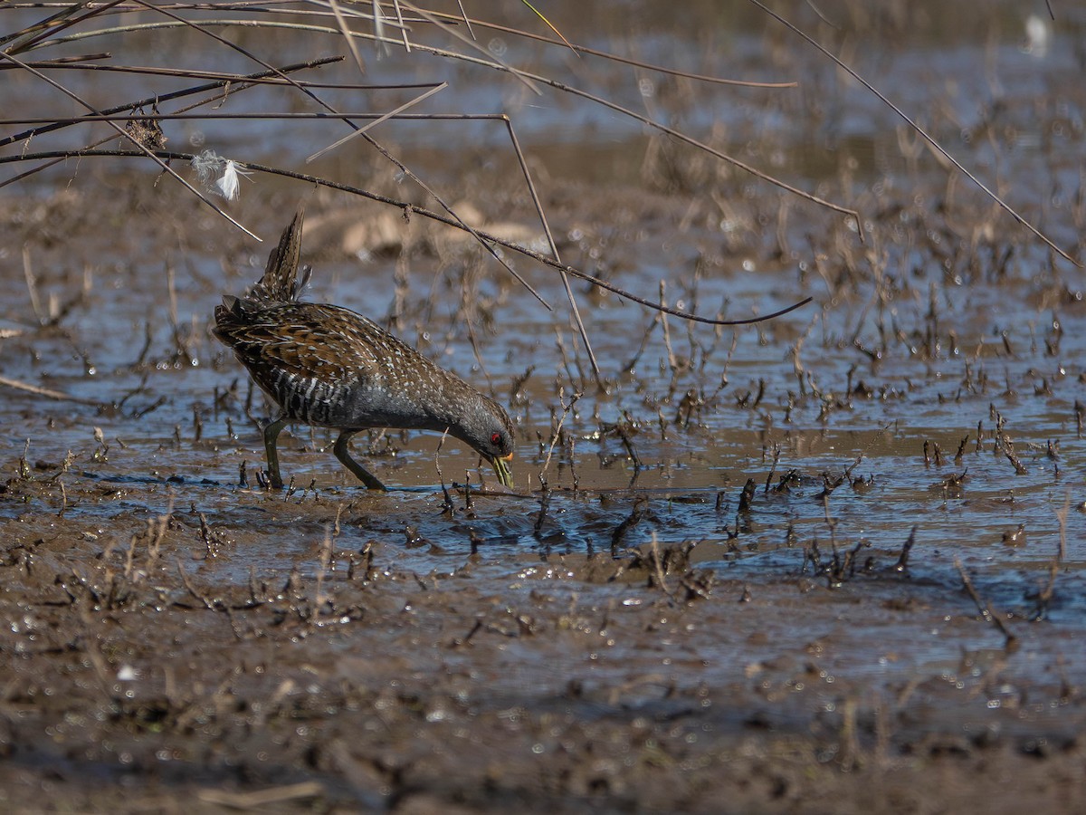 Australian Crake - ML646429965
