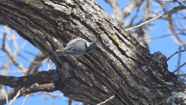 White-breasted Nuthatch - ML646429966