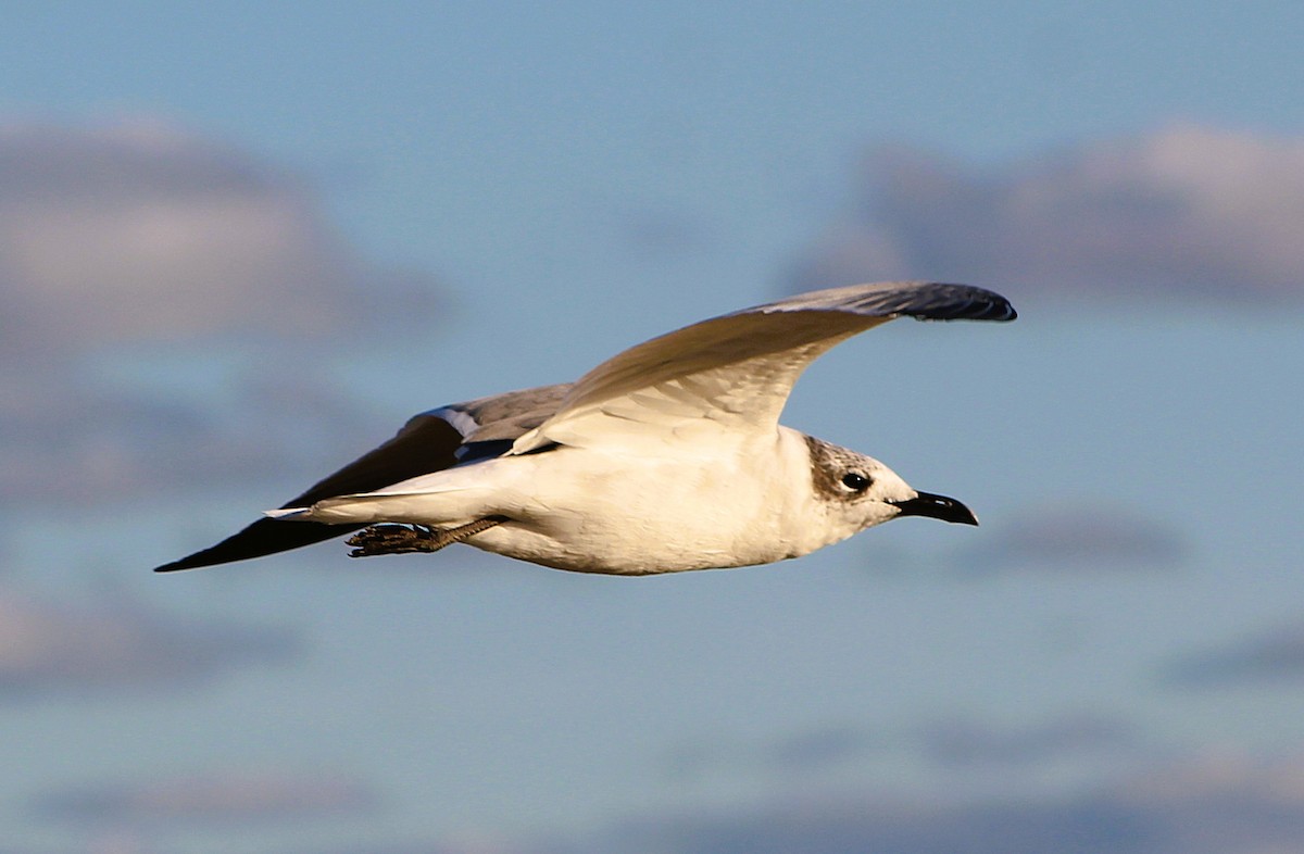 Laughing Gull - ML646429967