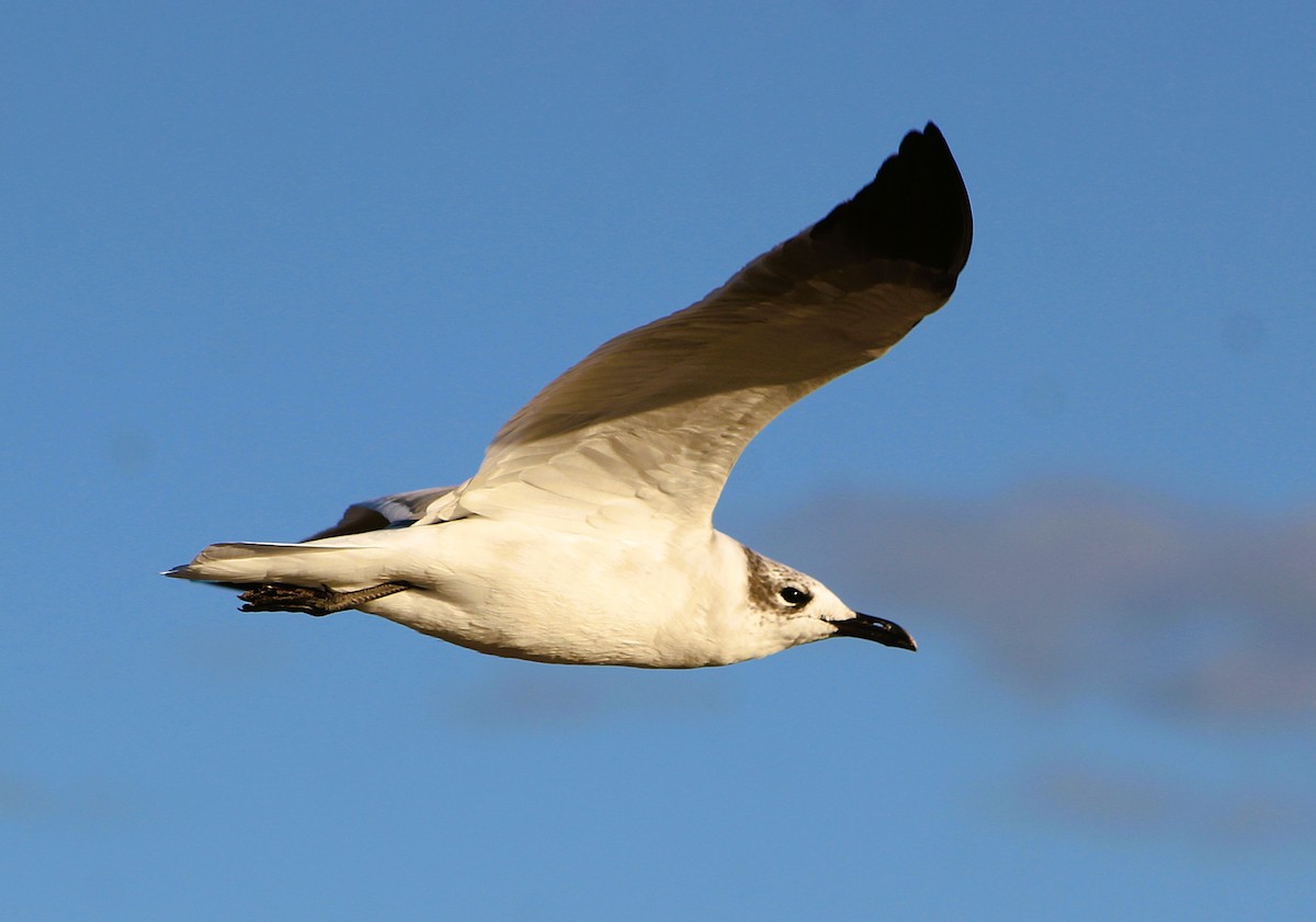 Laughing Gull - ML646429968