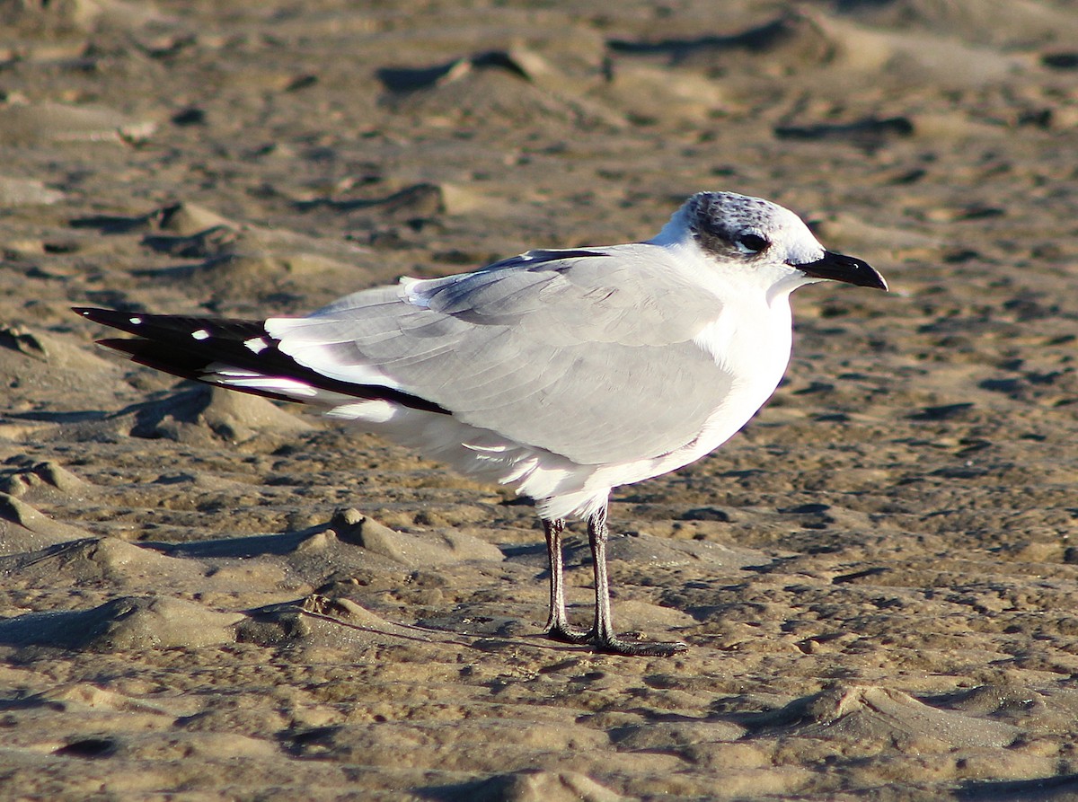 Laughing Gull - ML646429969