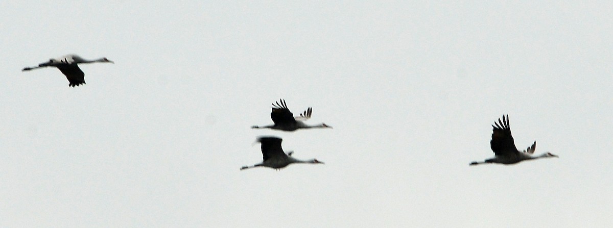 沙丘鶴 - ML646429970