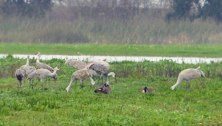 沙丘鶴 - ML646429971