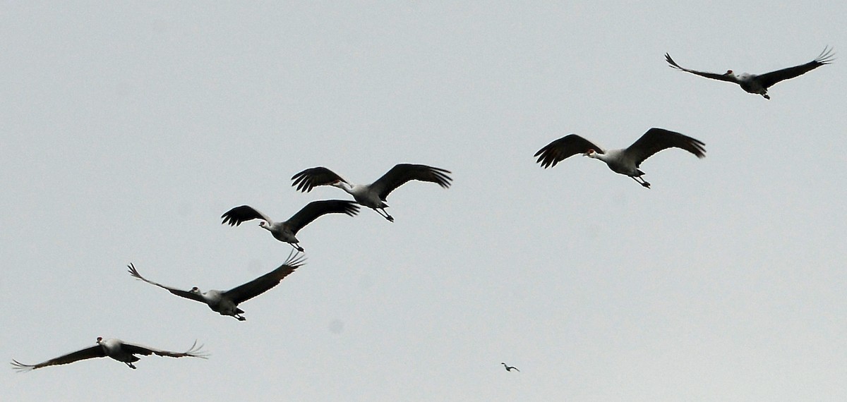 沙丘鶴 - ML646429972