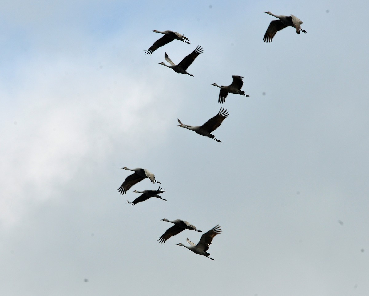 沙丘鶴 - ML646429973