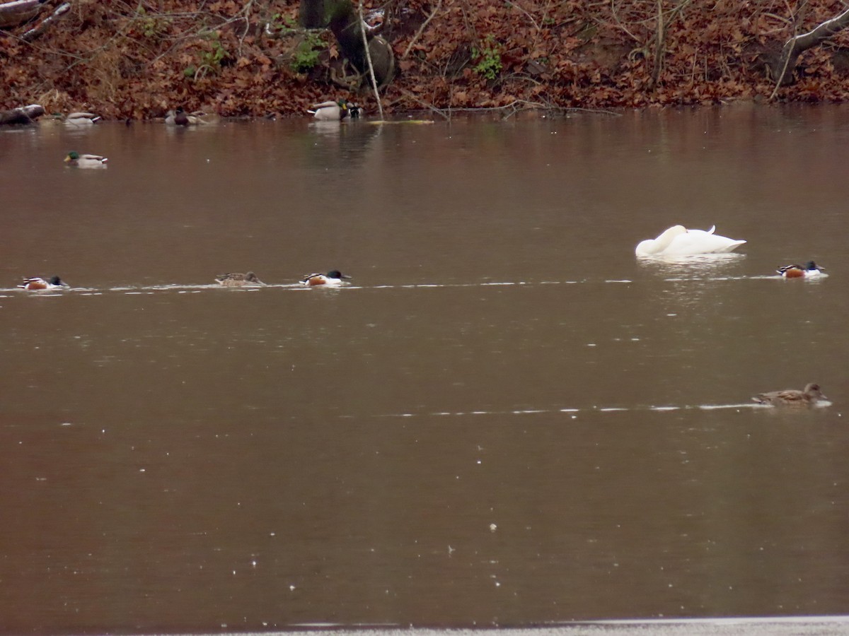 Northern Shoveler - ML646429974