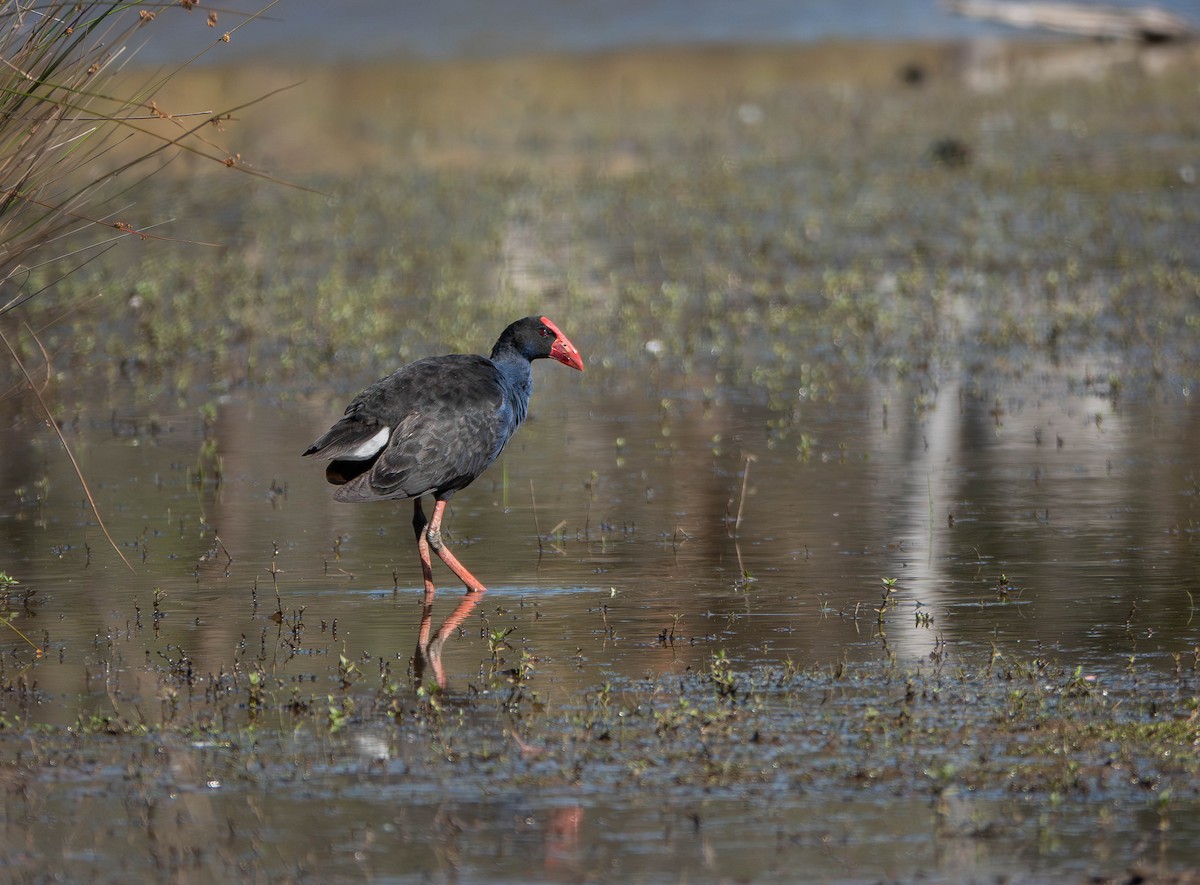 Australasian Swamphen - ML646429976