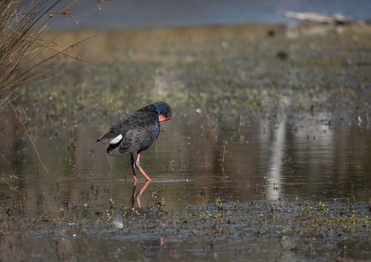 Australasian Swamphen - ML646429977