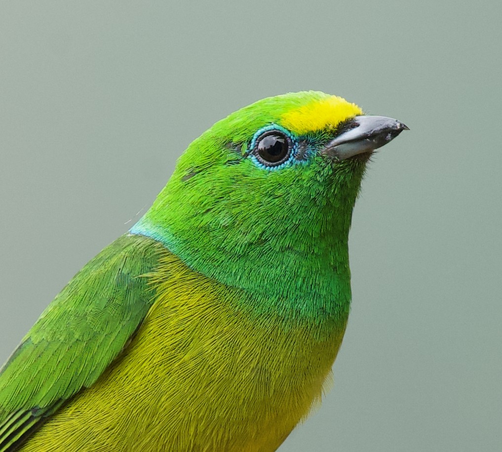 Blue-naped Chlorophonia - ML646429978