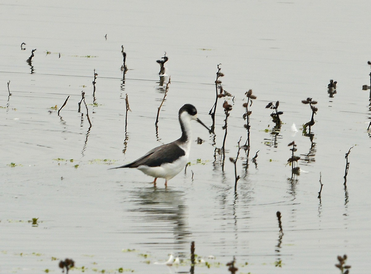 Black-necked Stilt - ML646429979