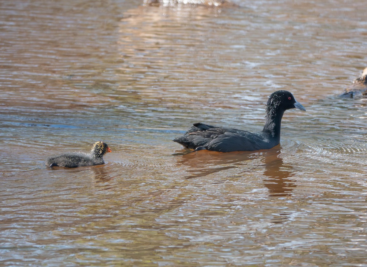 白冠雞 - ML646429980