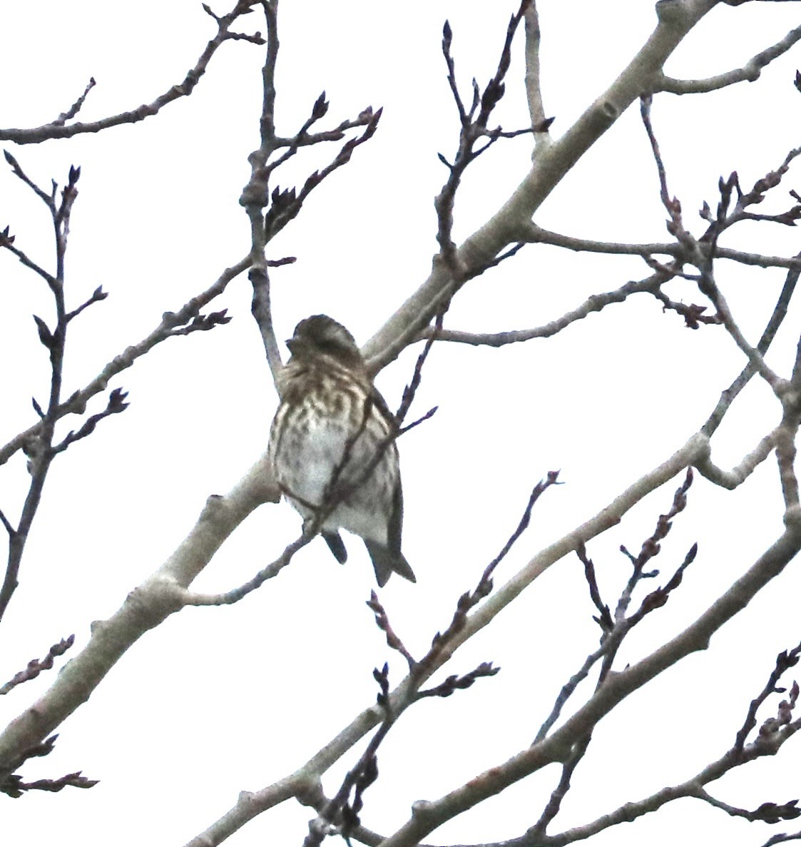 Purple Finch - ML646429981