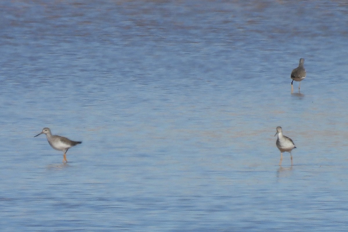 Büyük Sarıbacak - ML646429983