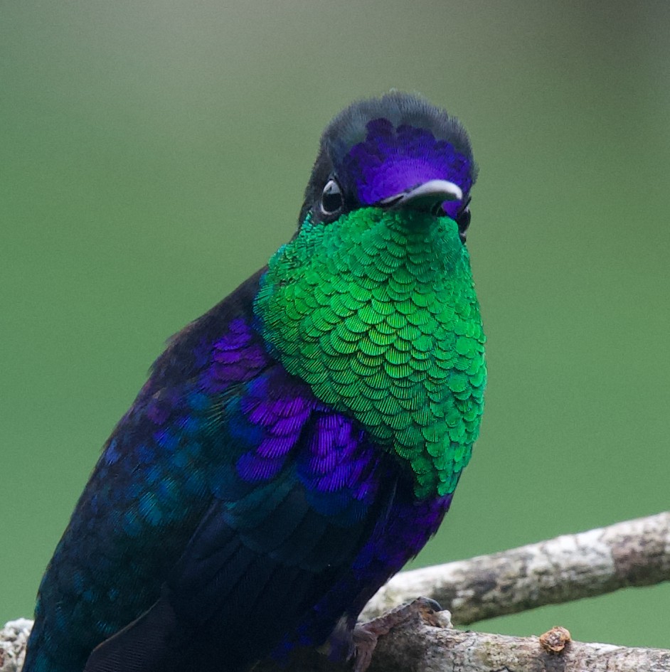 Crowned Woodnymph (Northern/Colombian Violet-crowned) - ML646429986