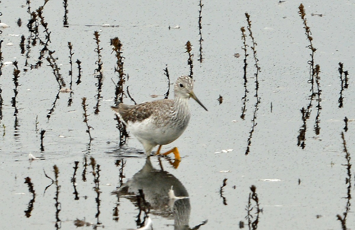 小黃腳鷸 - ML646429987