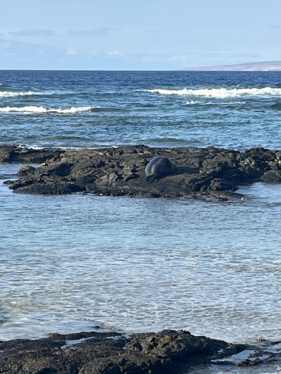 Hawaiian Monk Seal - ML646429988