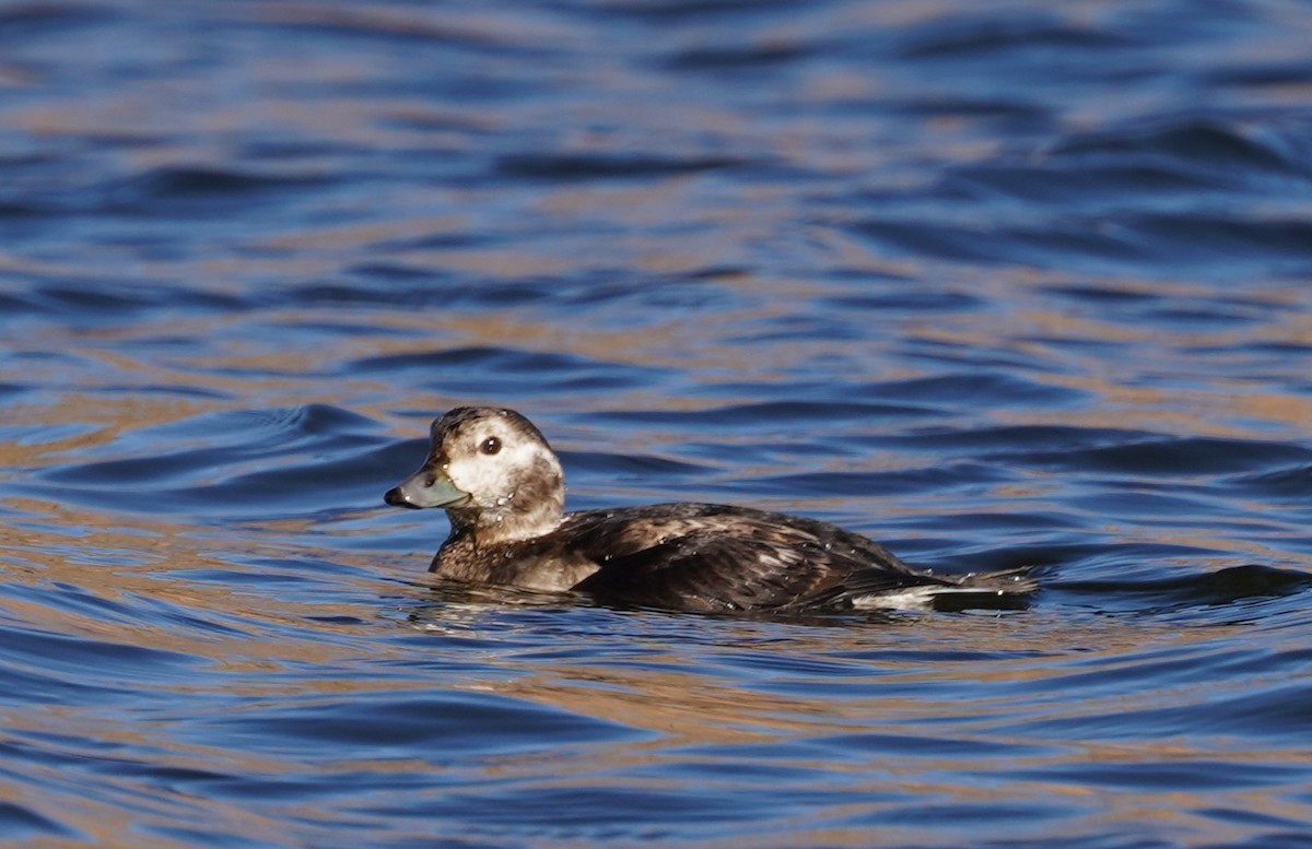 長尾鴨 - ML646429989