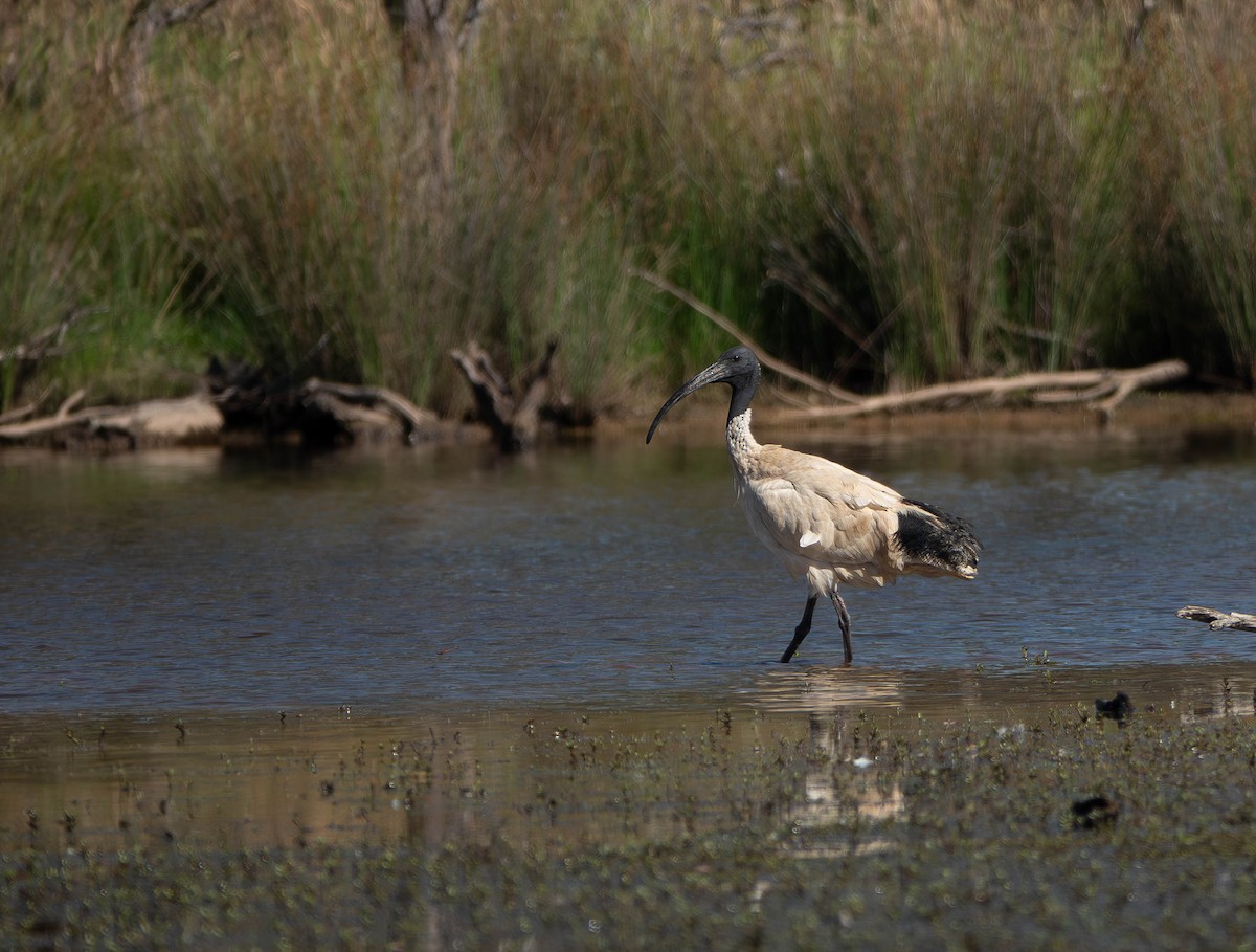 Australian Ibis - ML646429990