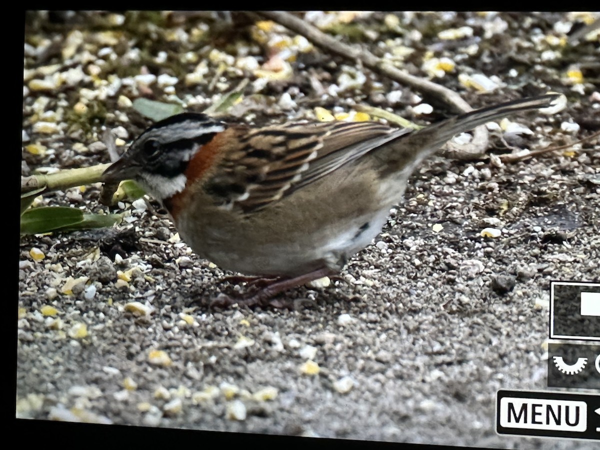 Bruant chingolo - ML646429993