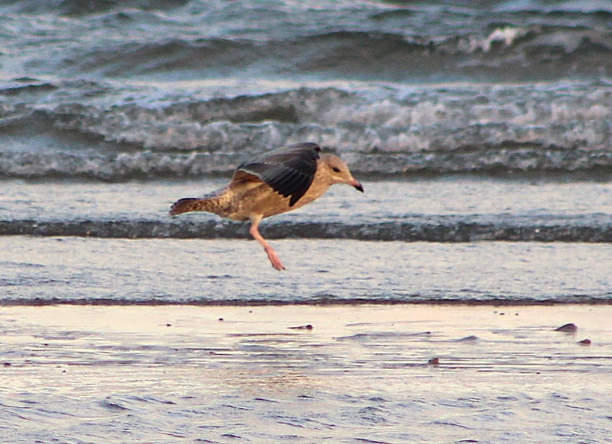 American Herring Gull - ML646429994