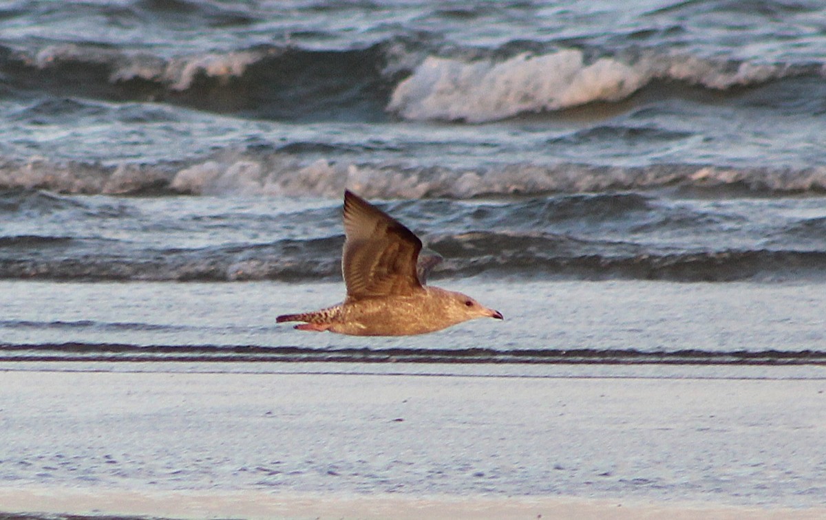 American Herring Gull - ML646429995
