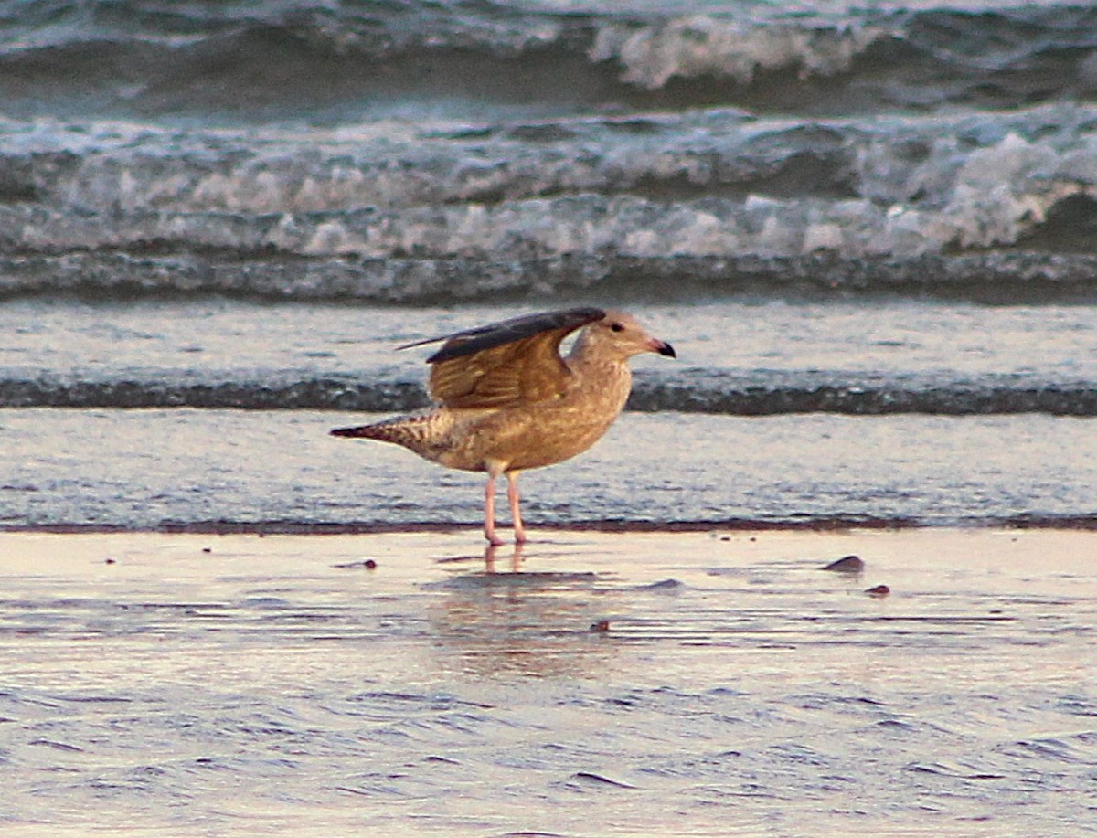 American Herring Gull - ML646429996