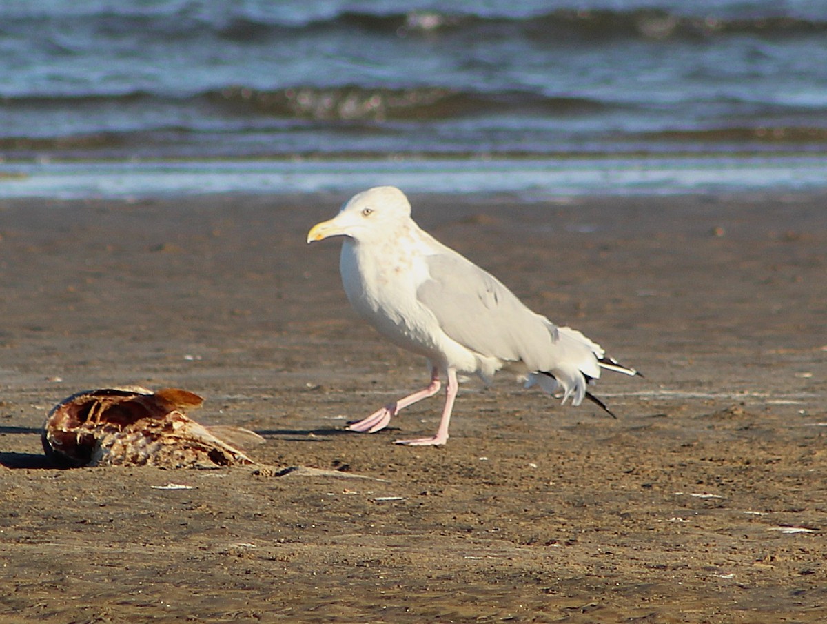 American Herring Gull - ML646429997