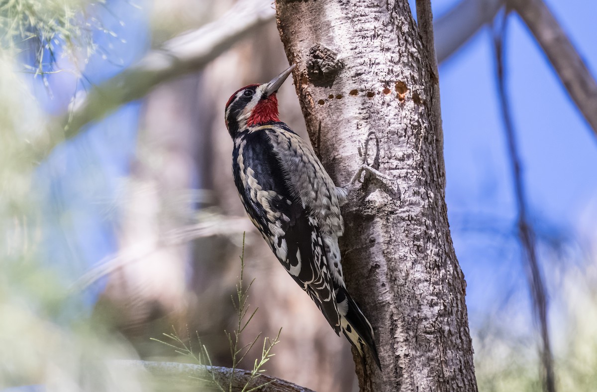 Red-naped Sapsucker - ML646429998